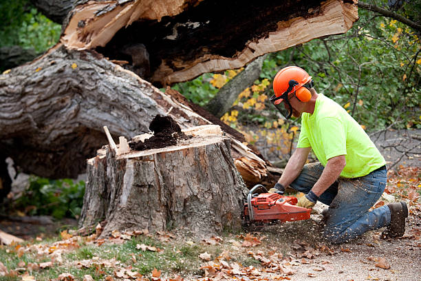 Best Commercial Tree Removal  in USA